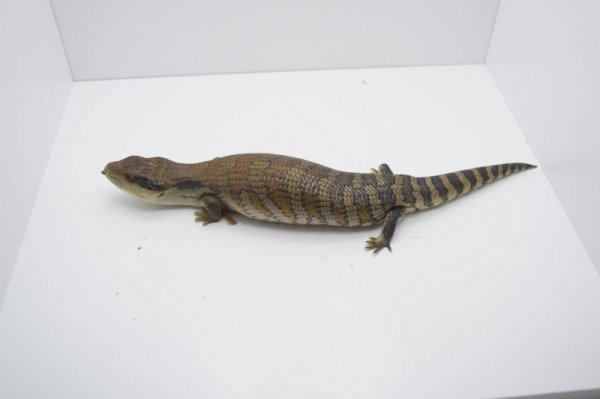 画像2: ヒガシアオジタトカゲ　ベビー　(1) (2)