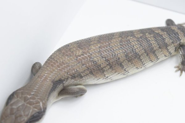 画像3: ヒガシアオジタトカゲ　ベビー　(3) (3)