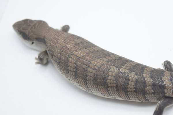 画像2: ヒガシアオジタトカゲ　ベビー　(3) (2)