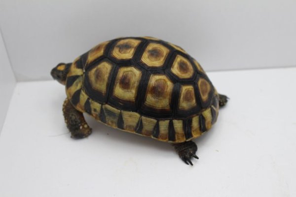 画像5: ソリガメCB☆A個体　完売しました (5)