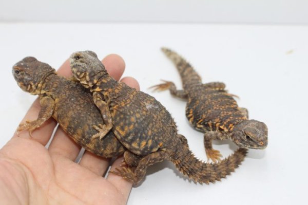 画像3: ゲイリートゲオアガマ（レッド）完売しました (3)