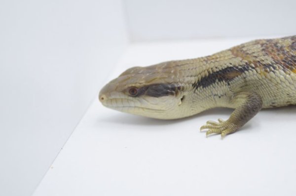 画像2: ヒガシアオジタトカゲベビー(5) (2)