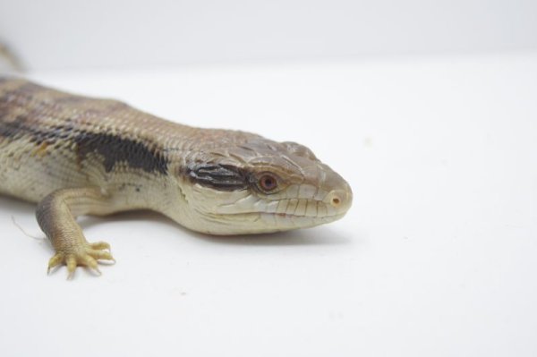 画像2: ヒガシアオジタトカゲベビー(４) ご売約済 (2)