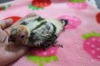 画像2: コガネメキシコインコ男の子お迎え頂きました♪ (2)