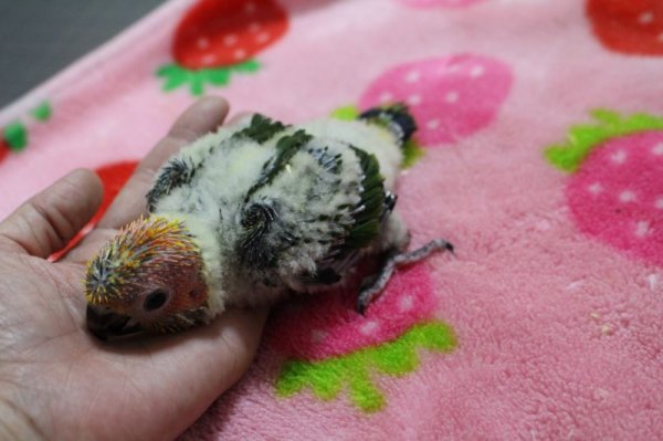 画像3: コガネメキシコインコ男の子お迎え頂きました♪ (3)