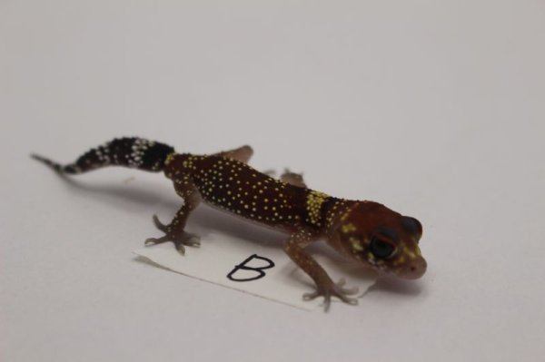 画像2: アンダーウッディサウルスミリーEUCB★B個体完売しました (2)