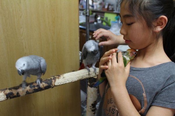 画像10: コガネメキシコインコ男の子お迎え頂きました♪ (10)