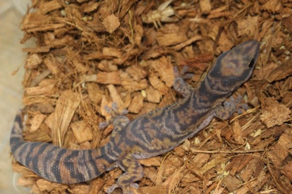 画像6: ハスオビビロードヤモリEUCB★ペア (6)