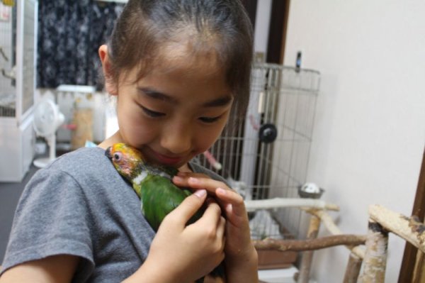 画像8: コガネメキシコインコ男の子お迎え頂きました♪ (8)