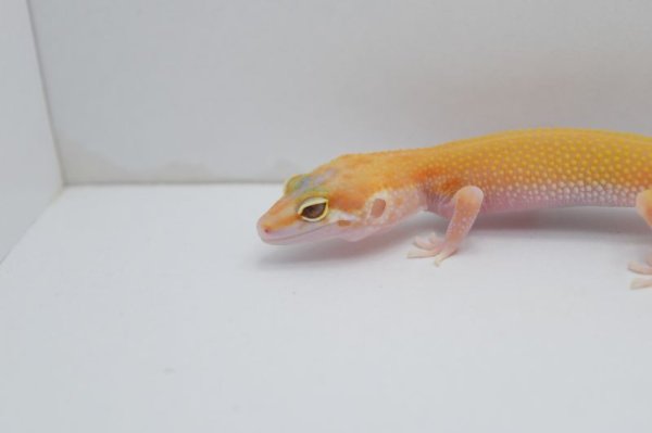 画像2: スーパーキャロットテールラプター　（スネークアイ） (2)