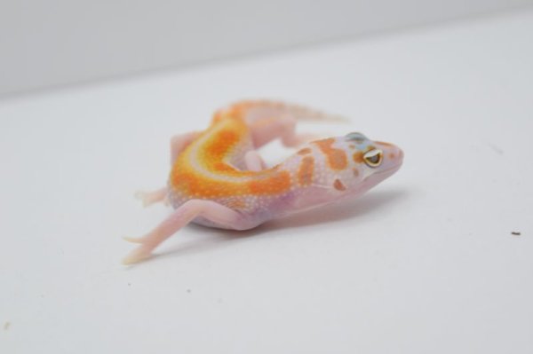 画像2: W＆Yトレンパー (2)