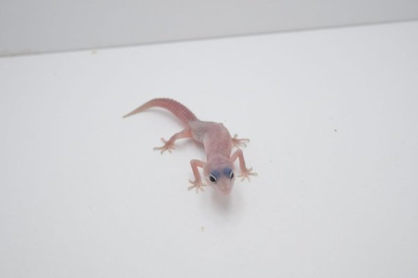 画像2: ブリザード　　ブラックアイ (2)