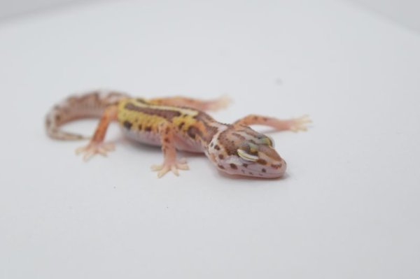 画像2: マックスノーベルアルビノ (2)