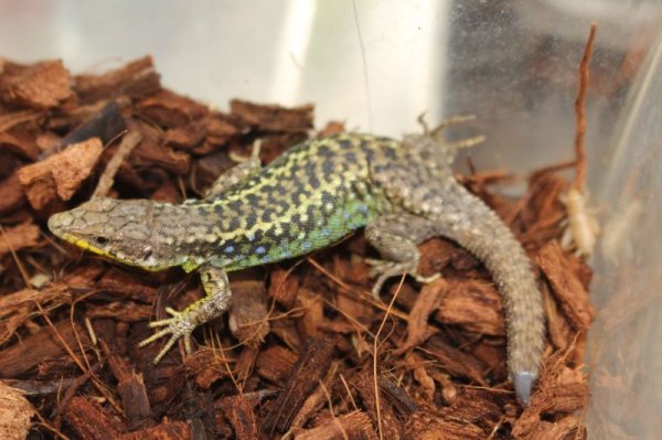 画像6: darevskia　rudis　EUCBペア（♀再生尾）　完売しました (6)