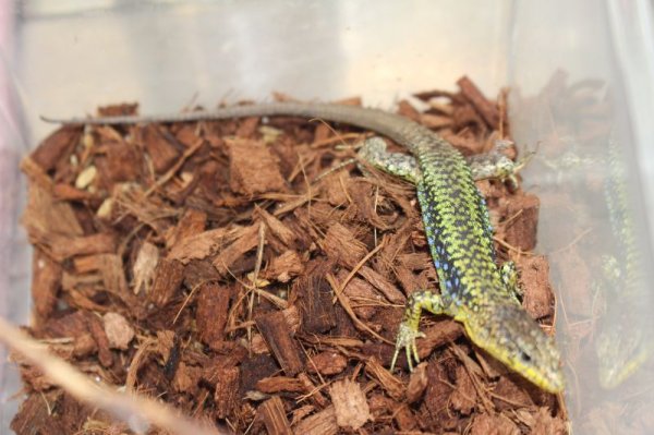 画像3: darevskia　rudis　EUCBペア（♀再生尾）　完売しました (3)