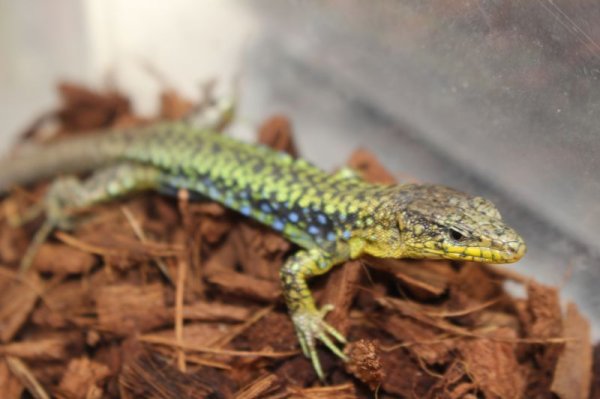 画像4: darevskia　rudis　EUCBペア（♀再生尾）　完売しました (4)