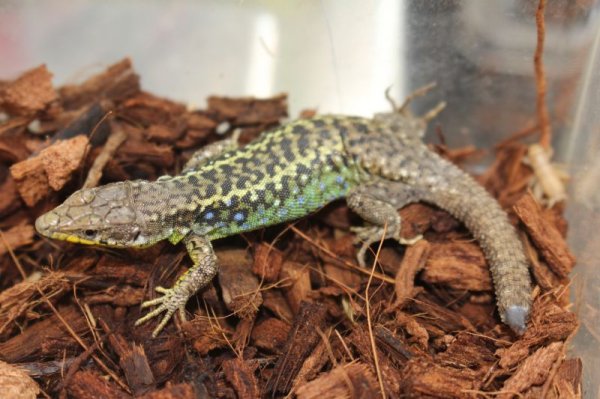 画像7: darevskia　rudis　EUCBペア（♀再生尾）　完売しました (7)