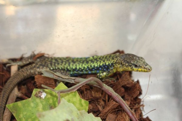 画像5: darevskia　rudis　EUCBペア（♀再生尾）　完売しました (5)