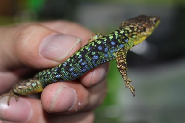 画像2: darevskia　rudis　EUCBペア（♀再生尾）　完売しました (2)