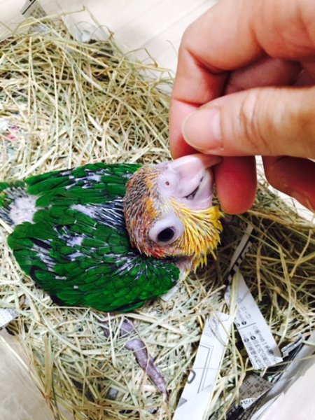 画像2: シロハラインコ　サプライ009男の子お迎え頂きました (2)