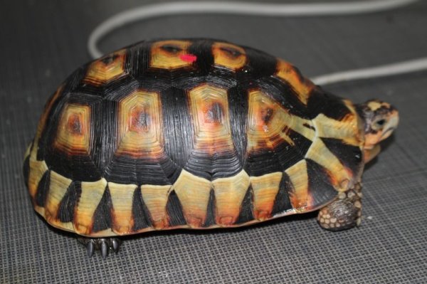 画像5: ソリガメ♂スーパーレッド完売致しました。 (5)