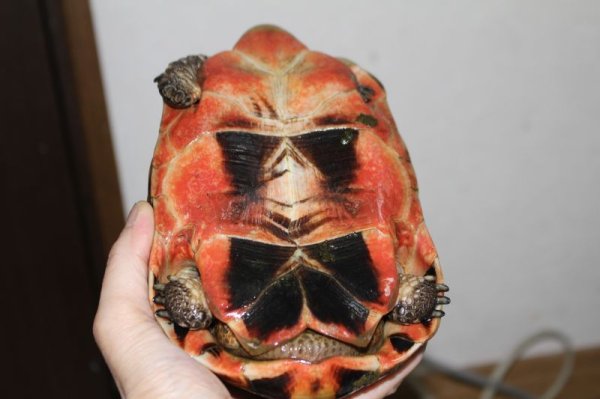 画像2: ソリガメ♂スーパーレッド完売致しました。 (2)