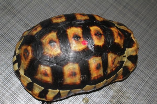 画像4: ソリガメ♂スーパーレッド完売致しました。 (4)