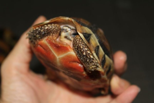 画像3: ソリガメCB☆B個体完売いたしました (3)