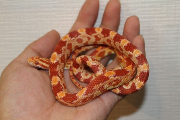 画像2: アメラニhet スケールレス　♂ (2)