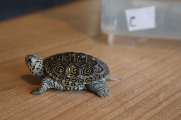 画像4: コンセントリックカロリナダイヤモンドバックテラピン☆ｃ個体 (4)