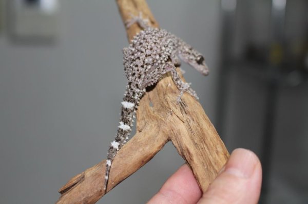 画像6: リングテールリーフゲッコー国内CB (6)