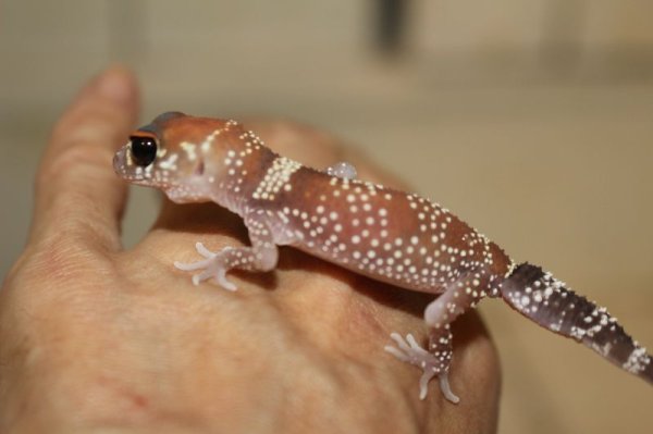 画像4: アンダーウッディサウルスミリーEUCB（ハイポ） (4)