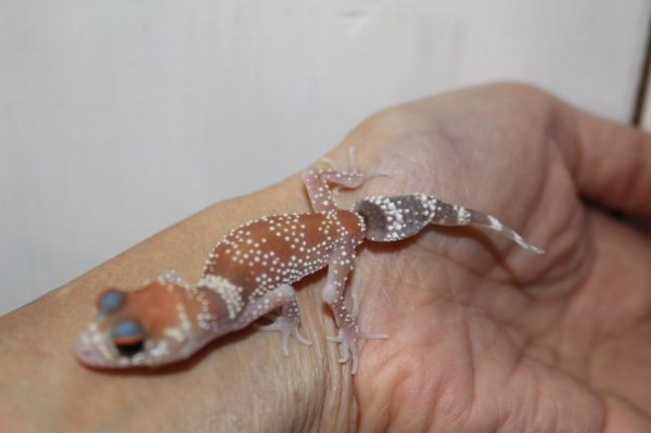 画像5: アンダーウッディサウルスミリーEUCB（ハイポ） (5)