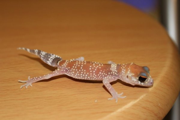 画像6: アンダーウッディサウルスミリーEUCB（ハイポ） (6)