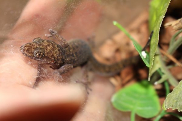 画像1: シャムザラハダヤモリEUCB★♀ (1)