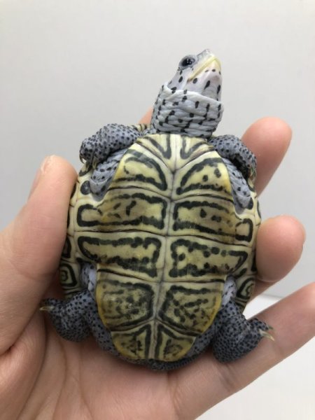 画像5: コンセントリックカロリナダイヤモンドバックテラピン☆I個体 (5)