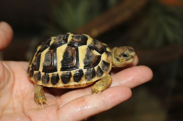 画像2: ニシヘルマンリクガメB個体 (2)