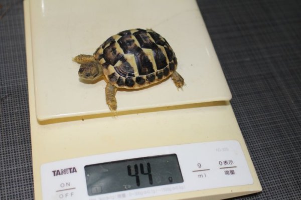 画像6: ニシヘルマンリクガメB個体 (6)