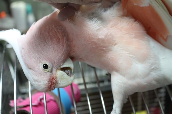 画像12: クルマサカオウム男の子(お迎え頂きました） (12)