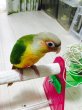 画像5: ホオミドリウロコインコ☆パイナップル038男の子 (5)