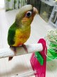 画像3: ホオミドリウロコインコ☆パイナップル038男の子 (3)