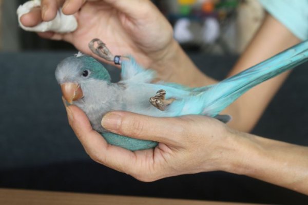 画像4: 国産オキナインコブルー019女の子お迎え頂きました (4)