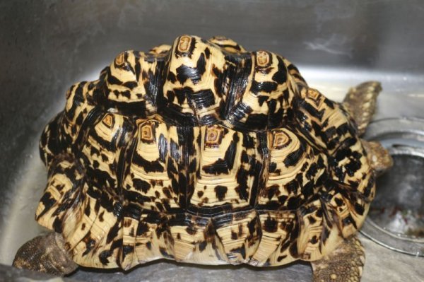 画像3: バブコックヒョウモンリクガメ　30ｃｍ (3)