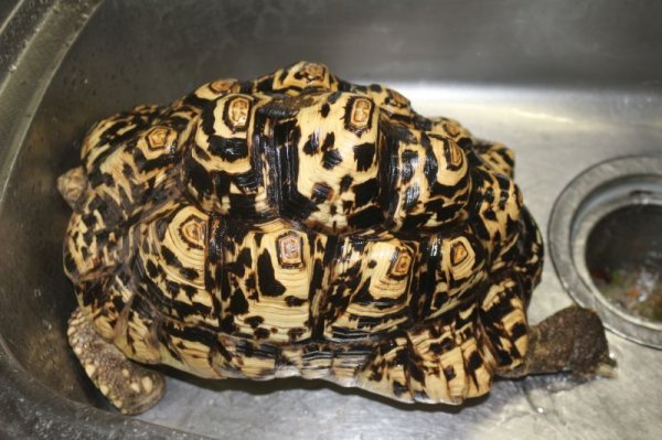 画像2: バブコックヒョウモンリクガメ　30ｃｍ (2)