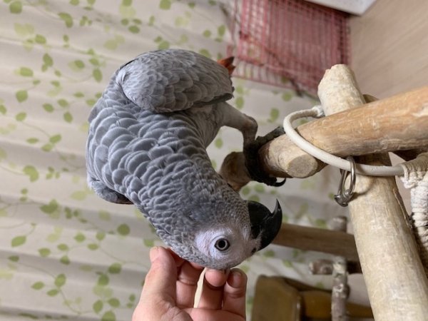 画像12: ヨウムPHBII１K107女の子お迎えいただきました (12)