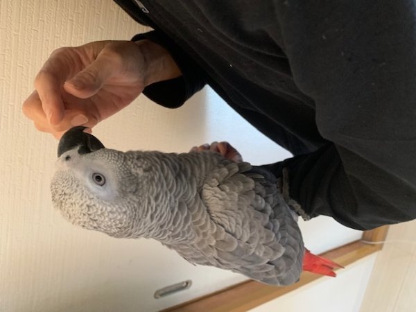 画像14: ヨウムPHBII１K107女の子お迎えいただきました (14)