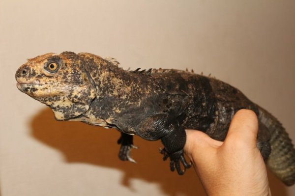 画像3: アグアントゲオイグアナ　　ペア　完売しました (3)