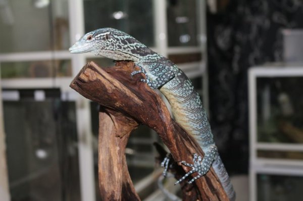 画像4: コバルトツリーモニター　A個体 (4)