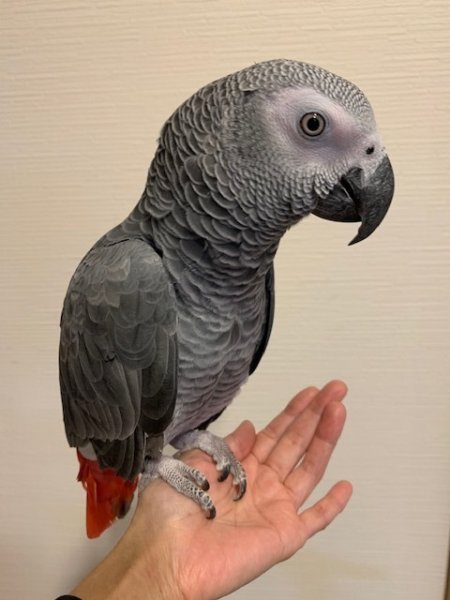 画像4: ヨウムPHBII１K103男の子お迎えいただきました (4)