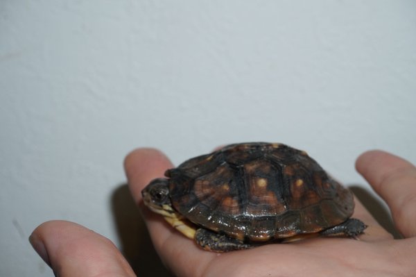 画像4: ガルフコーストハコガメ　完売しました (4)
